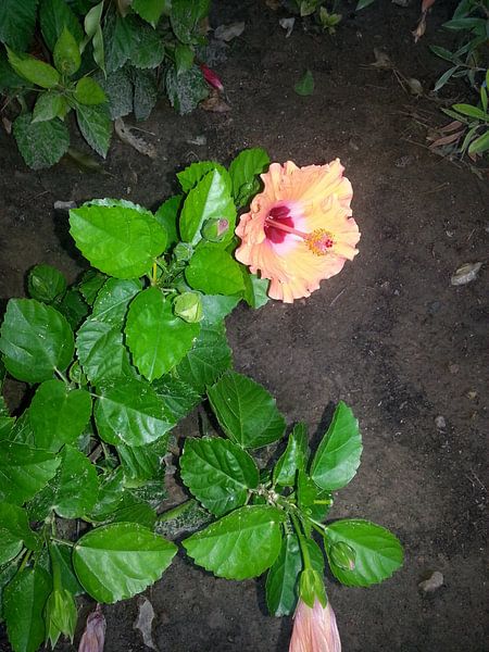 fleur espagnole par boukje de jong