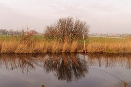 reflexie van een boom 