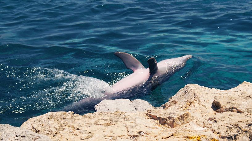 Auf dem Rücken schwimmender Delphin von Melissa vd Bosch