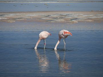 flamingo's in Chili by Eline Oostingh