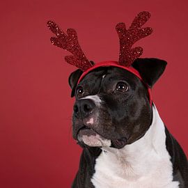 Portrait of a brown American Staffordshire Terrier dog with a Rudolph the rednosed reindeer diadem a by Leoniek van der Vliet