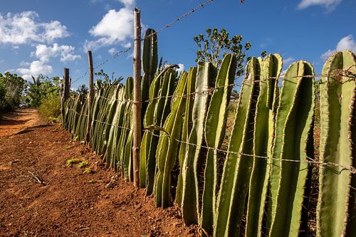 Creatieve omheining van cactus.