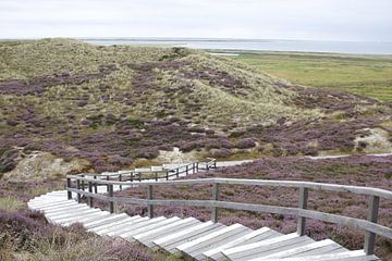 Aussicht in Richtung Ellenbogen von Düne bei List auf Sylt