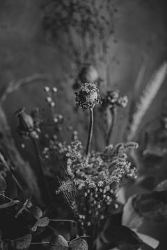Droogbloemen in zwart-wit