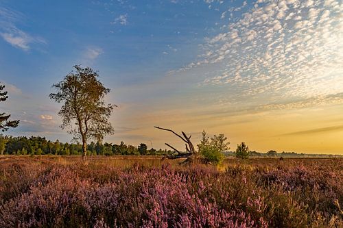 Leende, groote heide (2)