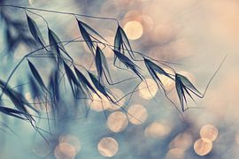 ...<<< by Dimitar Lazarov - Dim