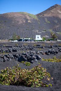 Weinanbau auf Lanzarote (La Geria) von t.ART