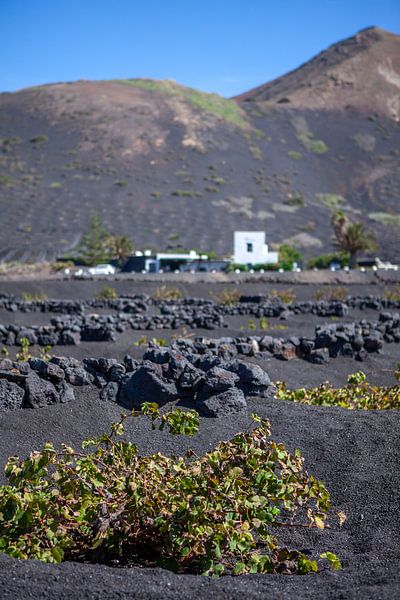 Wijnbouw op Lanzarote van t.ART
