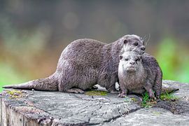 Dwarf otter by Johann Pavelka