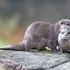 Zwergotter von Johann Pavelka