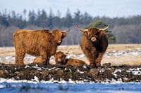 Scottish Highlanders