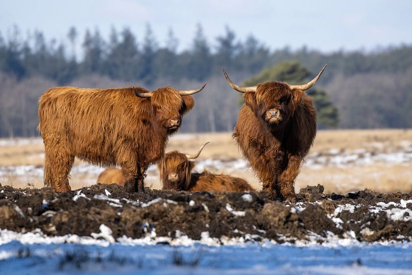 Scottish Highlanders by Koos de Vries
