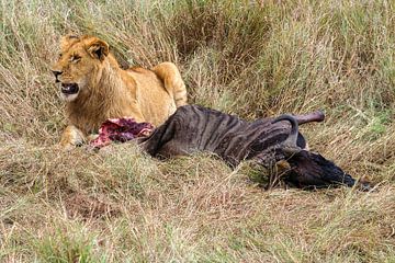 Leeuwen in de Masai Mara van Roland Brack