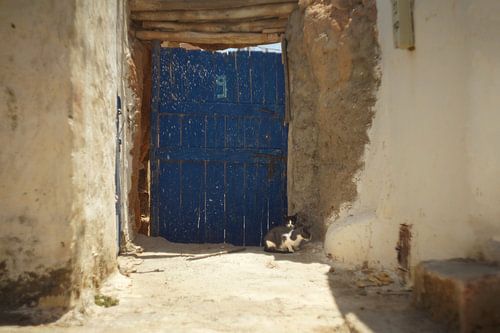 Twee poesjes in de schaduw