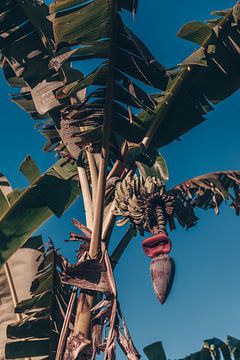 Een Bananenplant met Hangende Bananenbloem van Troy Wegman