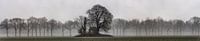 the Alder