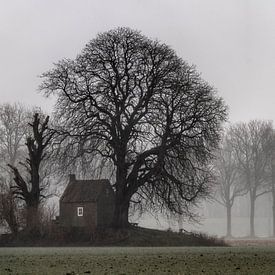 de Elzen van Frank Lavooij