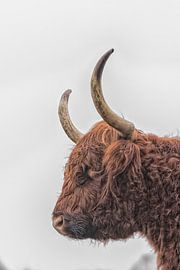 Highland cattle by Frank van Middelkoop