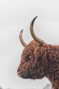Highland cattle von Frank van Middelkoop
