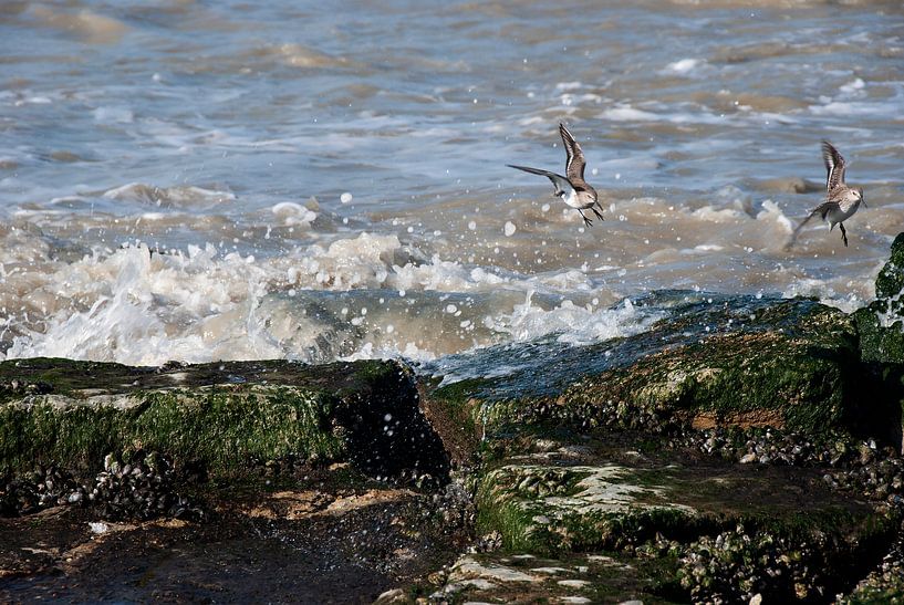 La vie au bord de la mer par Ghislain Decoster