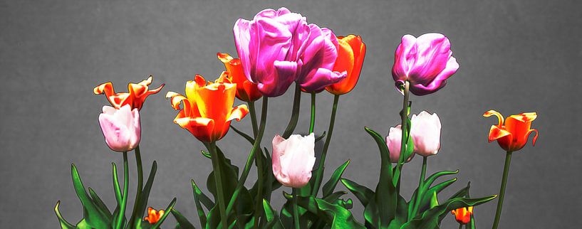 Tulips on gray by Freddy Hoevers