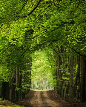 Der grüne Tunnel von John Goossens Photography