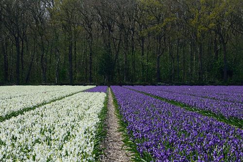 Witte en paarse hyacinten