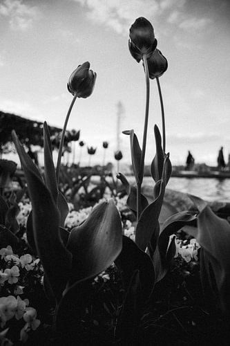 Tulpen in schwarz und weiß