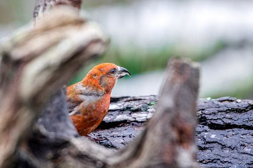 Crossbill