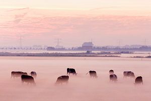 Koeien in de mist op Voorne Putten van Roel Dijkstra