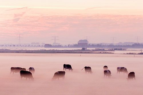 Koeien in de mist op Voorne Putten