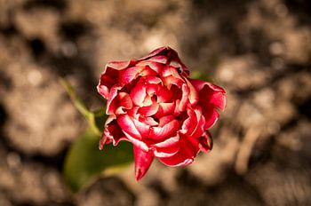 Fiery Flower Heart in Motion