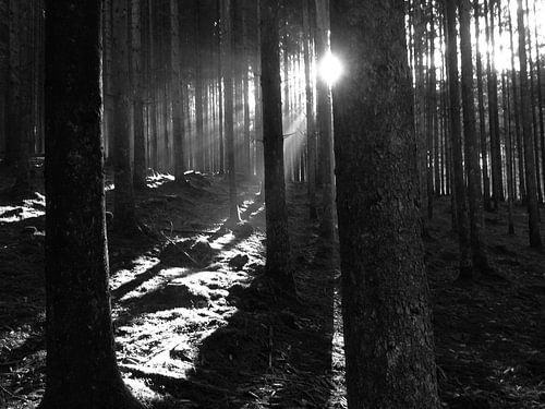 Zonlicht schijnt door de bomen