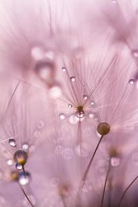 Drops on Dandelion von Mark Scheper