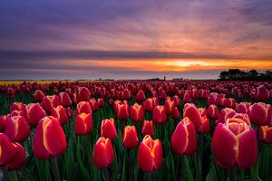 Tulpe und Sonnenuntergang von Björn van den Berg