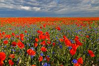 Veld met bloeiende klaprozen en korenbloemen