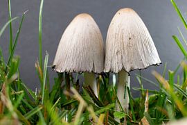 Bare cuttlefish in the grass with black background by Aan Kant