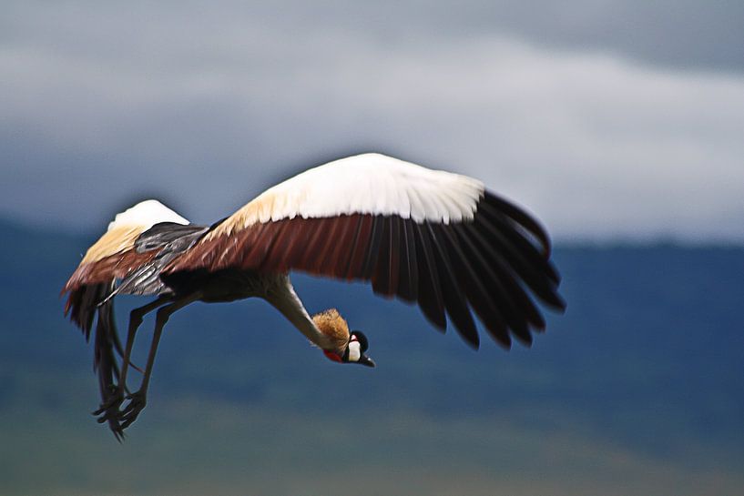 Cranebird van BL Photography