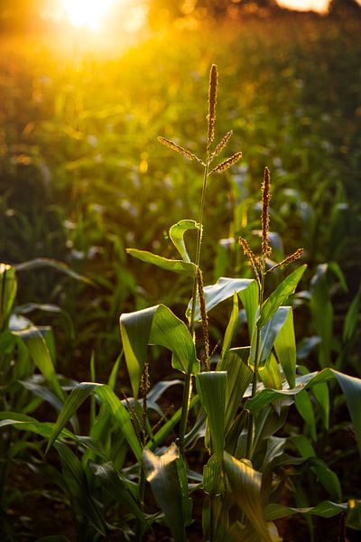 Champ de maïs au coucher du soleil par Yvette Baur