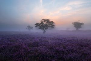 Misty morning on the heath by Hanna Verboom