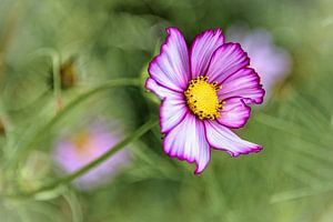 Rosa Blume mit gelber Mitte, Coreopsis