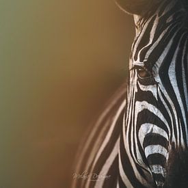 Rainbow Zebra by Melanie Delamare