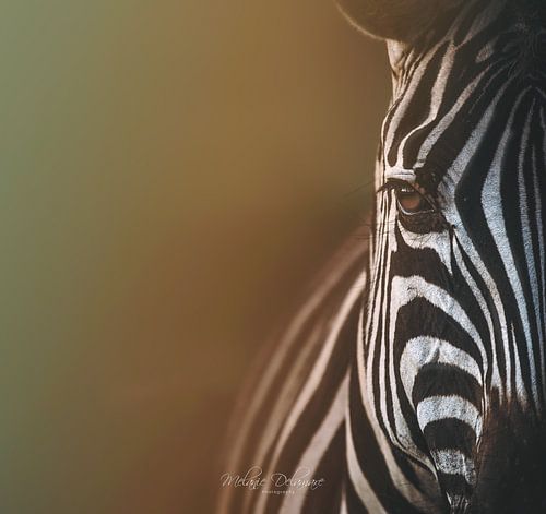 Rainbow Zebra by Melanie Delamare