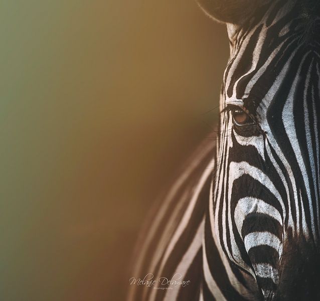 Regenboog Zebra van Melanie Delamare