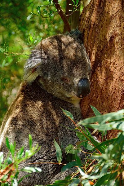 Hang on little buddy by Frank's Awesome Travels