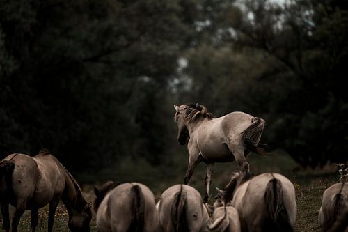 Paard in Opkomst Boven de Kudde Moment van Dominantie