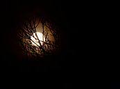 The moon van Michel Zwart thumbnail