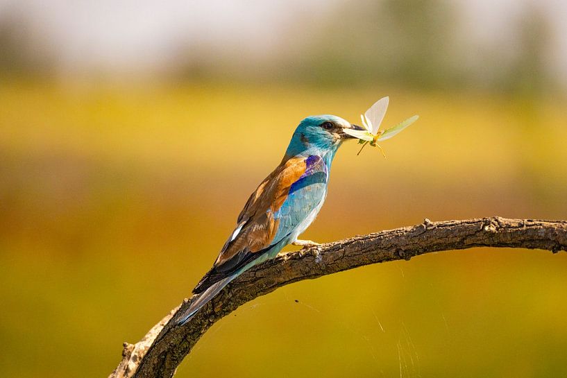 The Roller, Coracias garrulus by Gert Hilbink