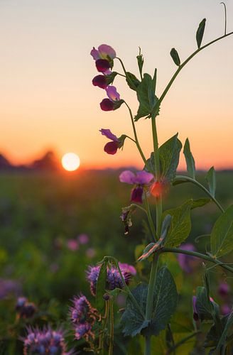 Erbsenblüten im Abendlicht