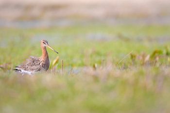 Black-tailed godwit